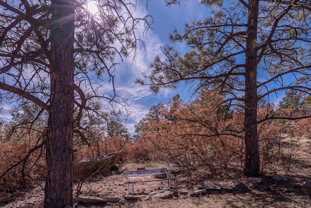 view of local wilderness