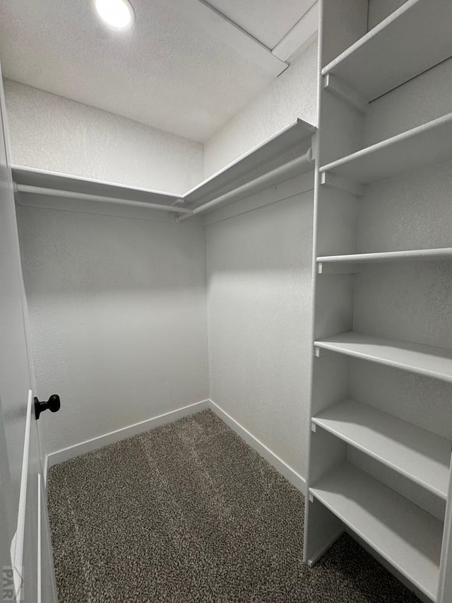 walk in closet with carpet floors