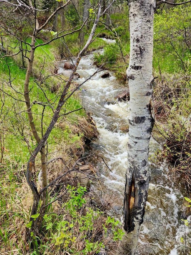 view of local wilderness