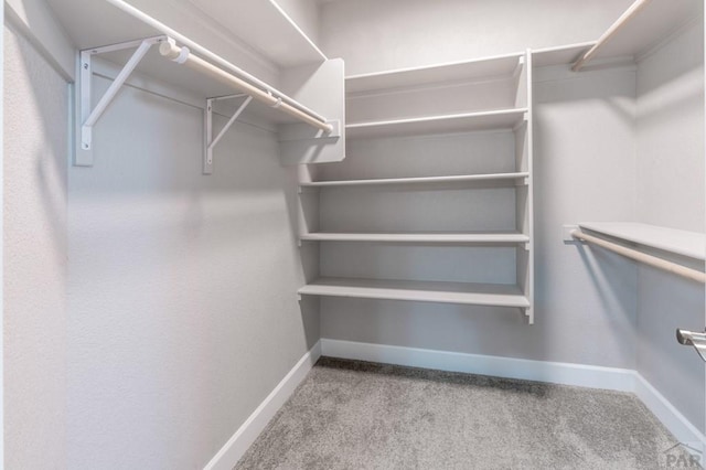 walk in closet with carpet floors