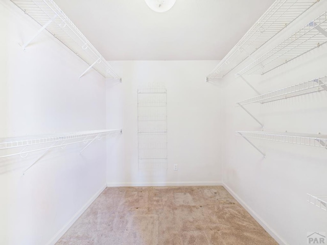 spacious closet featuring carpet flooring