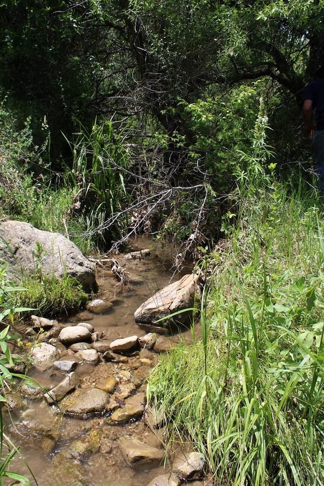 view of local wilderness