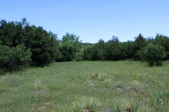 view of local wilderness