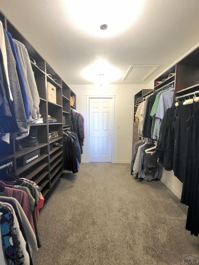 walk in closet featuring carpet flooring and attic access