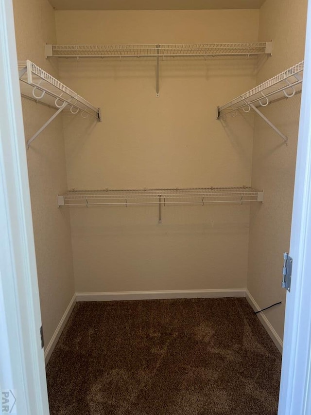 walk in closet featuring carpet flooring