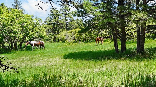 8221 Cuerna Verde Rd, Rye, CO 81069 - photo 45