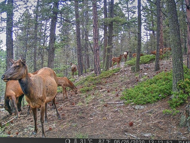 5029 Eagle Springs Rd, Westcliffe, CO 81252