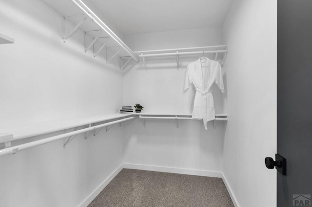 spacious closet featuring carpet flooring