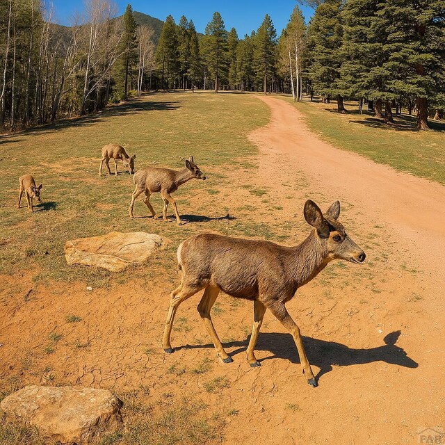 9551 State Highway 165, Rye, CO 81069 - photo 29