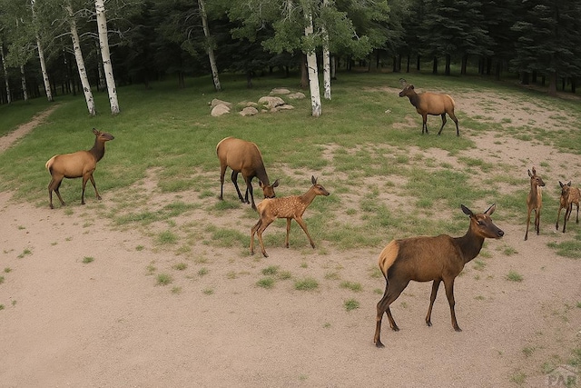 9551 State Highway 165, Rye, CO 81069 - photo 28