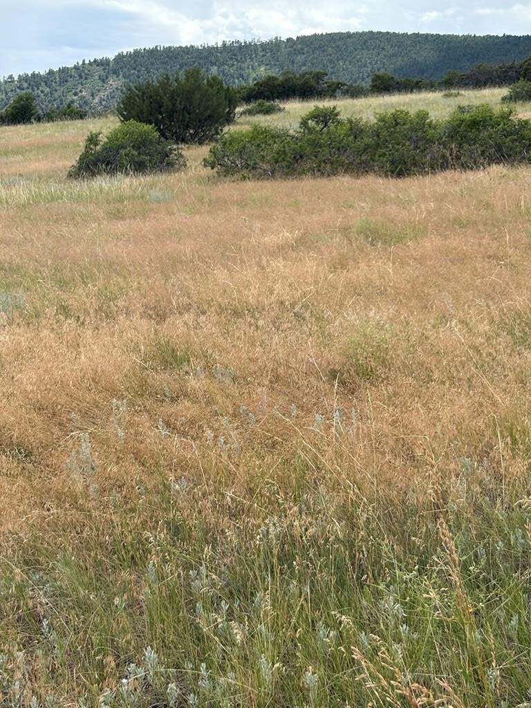 LOT8 SW Lago Vistas Blvd, Colorado City, CO 81019 - photo 3