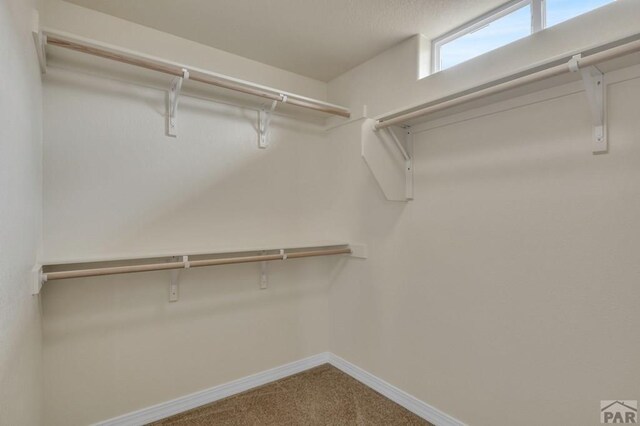 walk in closet with carpet floors